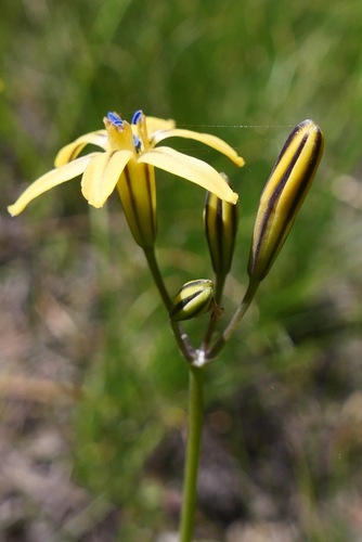 Image of Dudley's Triteleia (Triteleia dudleyi) by (c) paulexcoff, some rights reserved (CC BY-SA)