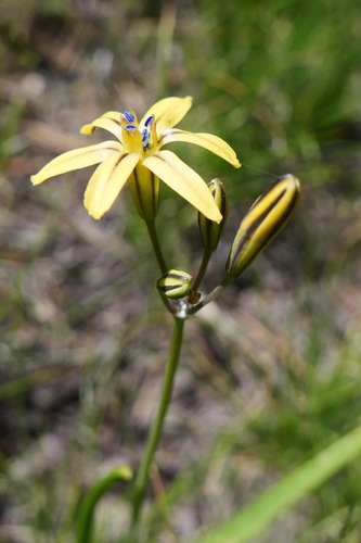 Image of Dudley's Triteleia (Triteleia dudleyi) by (c) paulexcoff, some rights reserved (CC BY-SA)