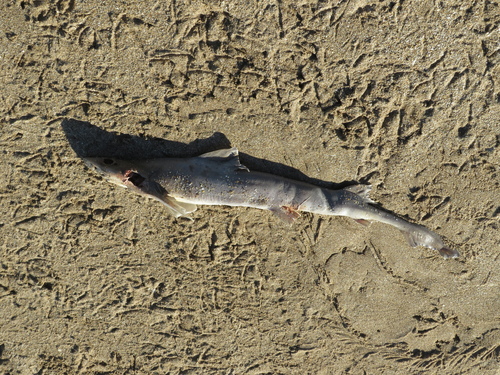 Narrownose smooth hound (Mustelus schmitti) — Triakidae — 5