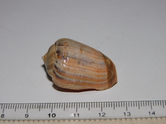 Olivancillaria urceus