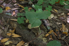 Trillium ovatum