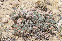 Eriogonum bicolor