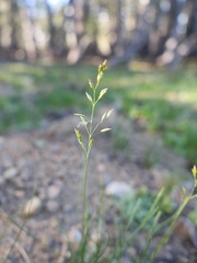 Poa leptocoma