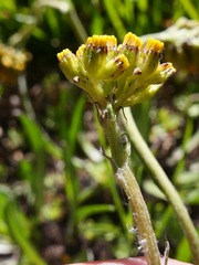 Senecio scorzonella