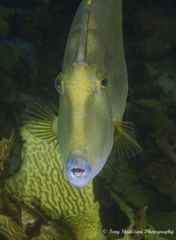 Yellowfin Leatherjacket photo 4