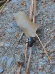 Meracantha contracta