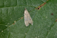 Dichomeris punctidiscellus