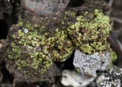 Acarospora schleicheri