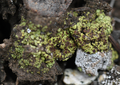 Acarospora schleicheri