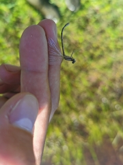 Coenagrion resolutum