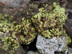 Acarospora schleicheri