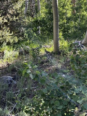 Dendragapus fuliginosus