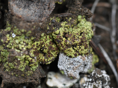 Acarospora schleicheri