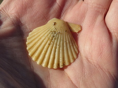 Aequipecten tehuelchus