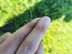Coenagrion resolutum