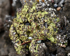 Acarospora schleicheri