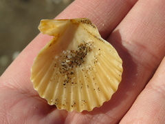Aequipecten tehuelchus