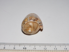 Olivancillaria urceus