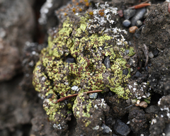 Acarospora schleicheri