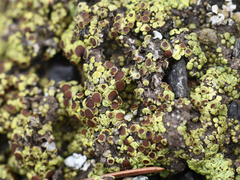 Acarospora schleicheri