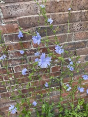 Cichorium intybus
