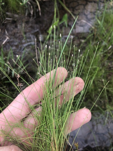 Britton's spikerush (Eleocharis brittonii)