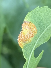 Puccinia sparganioidis