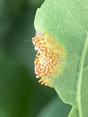 Puccinia sparganioidis