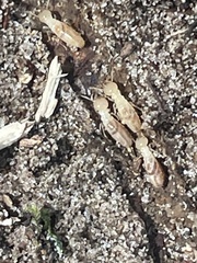 Coptotermes formosanus