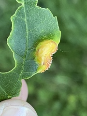 Puccinia sparganioidis