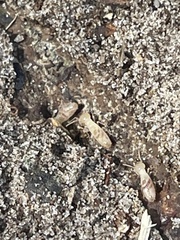 Coptotermes formosanus