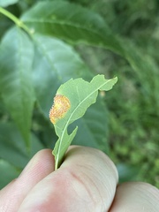 Puccinia sparganioidis