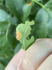 Puccinia sparganioidis