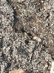 Coptotermes formosanus