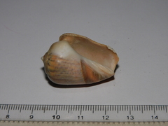 Olivancillaria urceus