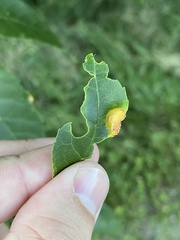 Puccinia sparganioidis