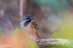 Myrmorchilus strigilatus