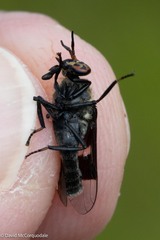 Chrysops carbonarius