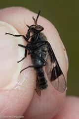 Chrysops carbonarius