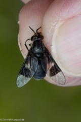 Chrysops carbonarius