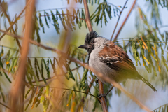 Sakesphoroides cristatus
