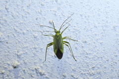 Adelphocoris quadripunctatus
