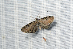 Eupithecia assimilata