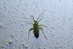 Adelphocoris quadripunctatus