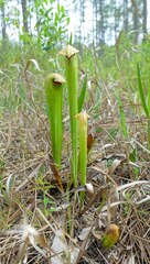Sarracenia minor minor