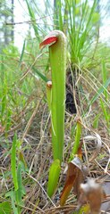 Sarracenia minor minor