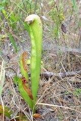 Sarracenia minor minor