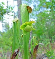 Sarracenia minor minor