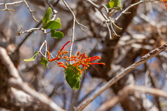 Psittacanthus cordatus