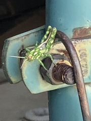 Melanoplus macclungi